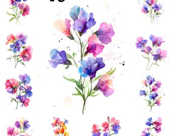Watercolor Sweet Pea Clipart, April Birthday,  Transparent Background, Instant Download.