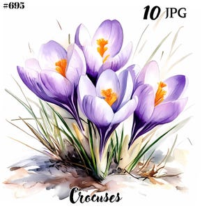 Peut inclure: Une peinture à l'aquarelle de crocus violets avec des centres jaunes. Les fleurs sont en fleurs et entourées d'herbe verte. La peinture est intitulée "Crocuses" et porte les numéros "#695" et "10 JPG" dans les coins supérieurs.