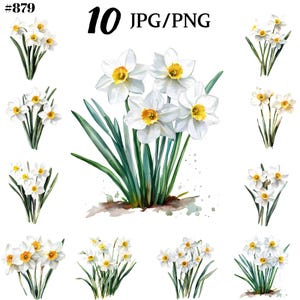 Akwarelowy Clipart z Narcyzem Białym, Kwiat Miesiąca Urodzenia PNG – Zestaw do Natychmiastowego Pobrania.