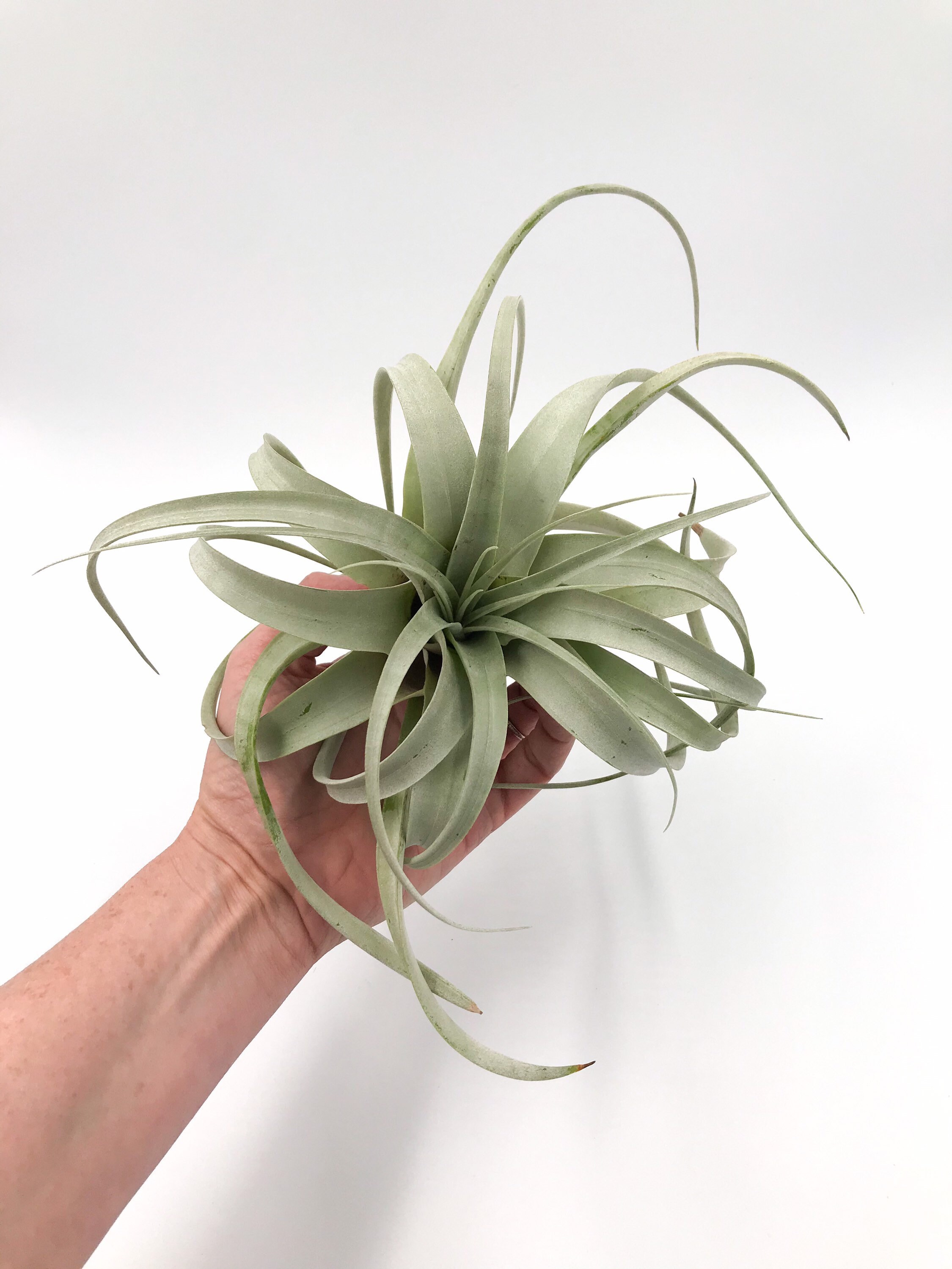 Extra Large Air Plant Tillandsia Xerographica Etsy