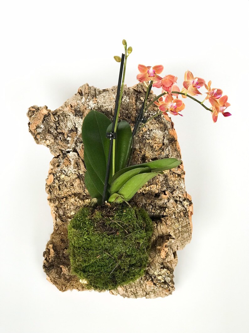 Mounted Orchid Kokedama Wall Hanging
