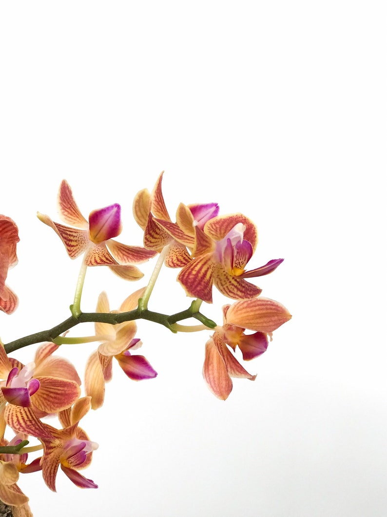 Mounted Orchid Kokedama Wall Hanging