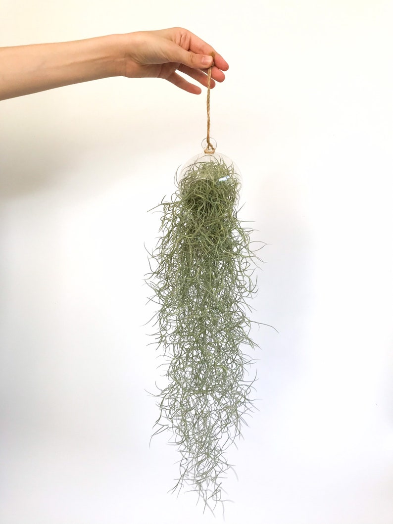 Spanish Moss Bauble live trailing plant in a glass terrarium Etsy