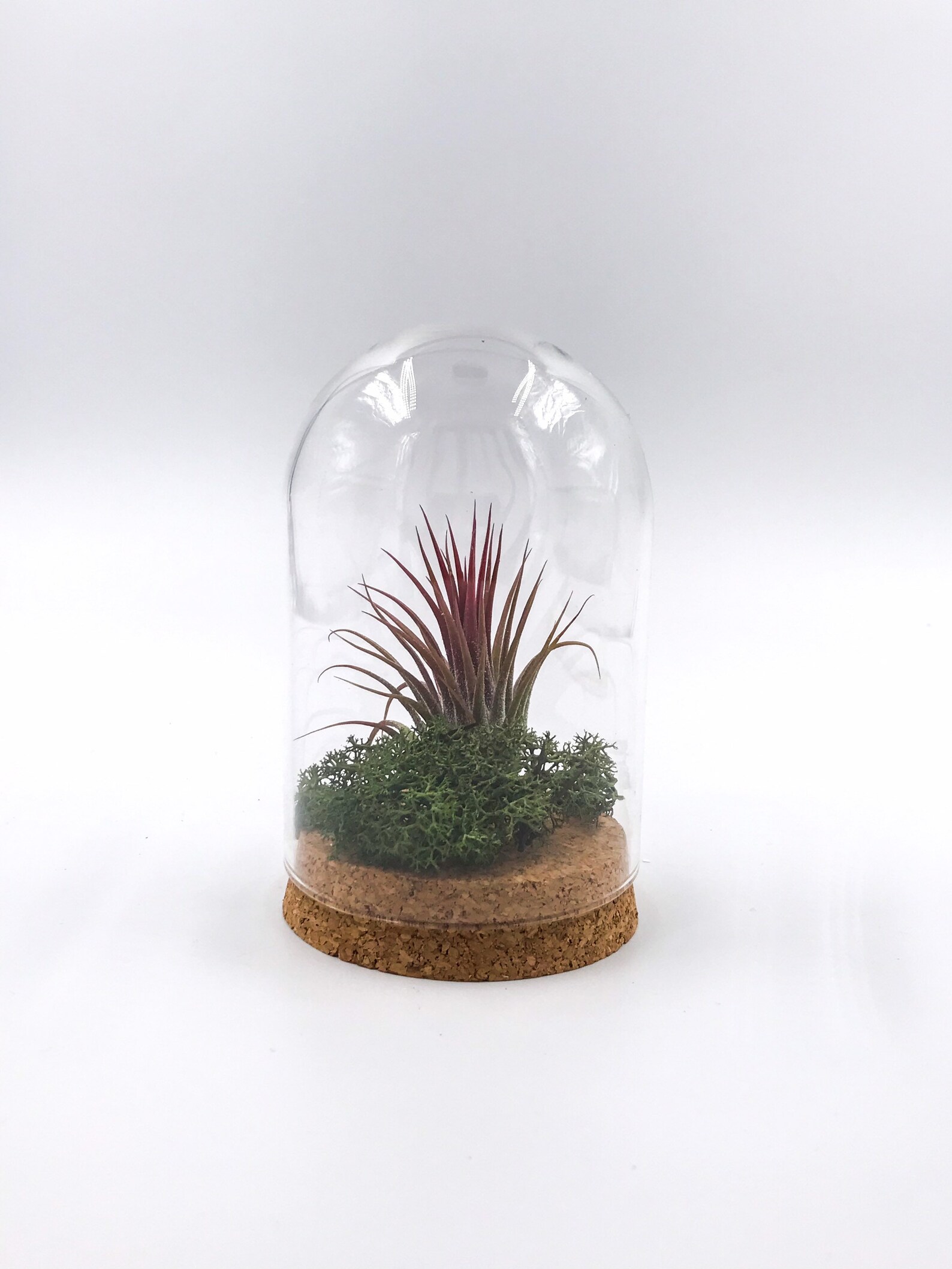 Terrarium bell jar Etsy