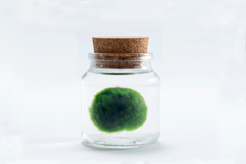 Marimo Moss Ball Terrarium Jar medium Japanese Good Luck