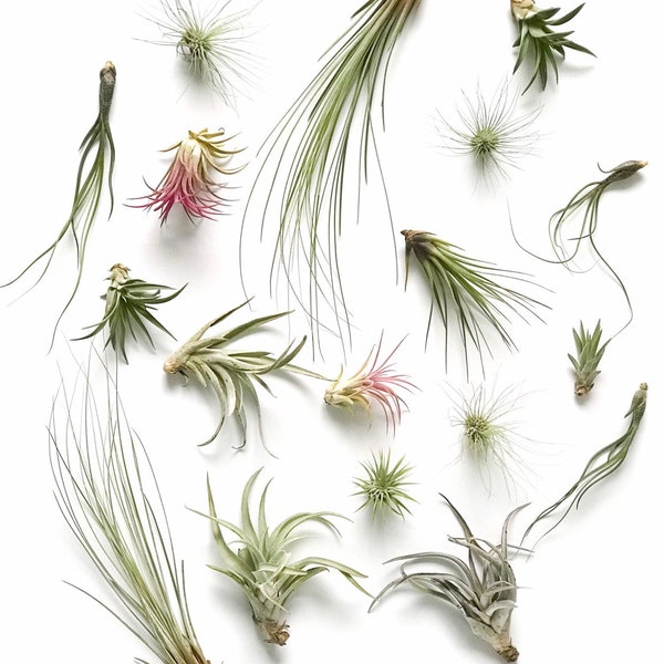 Air Plant Etsy UK