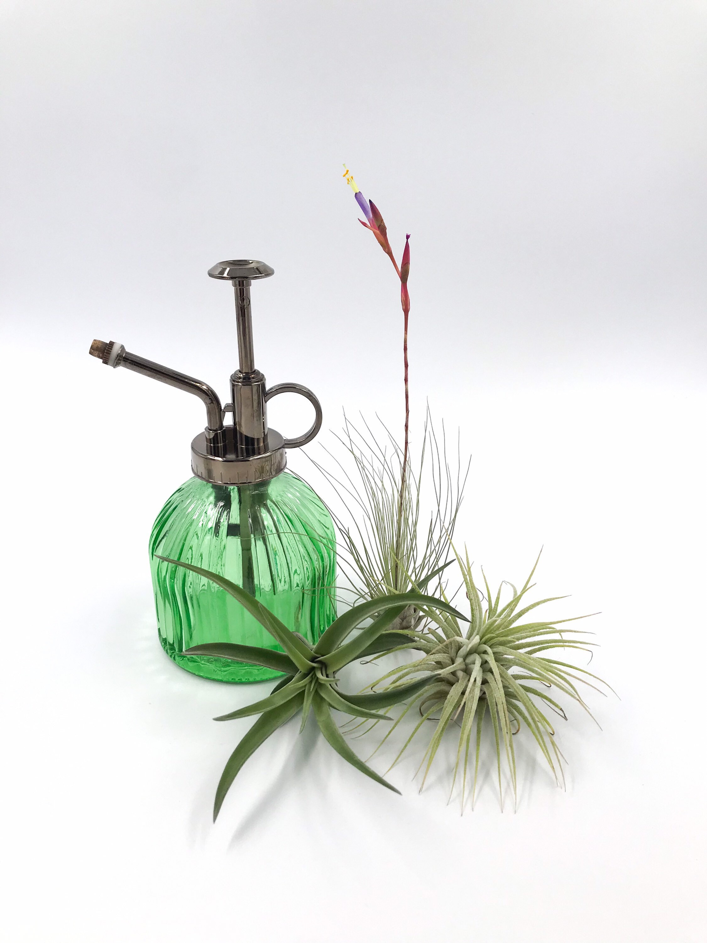 Plant mister green spray bottle for houseplants Etsy