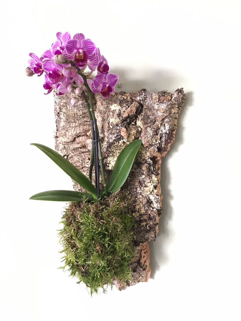 Mounted Orchid Kokedama Wall Hanging