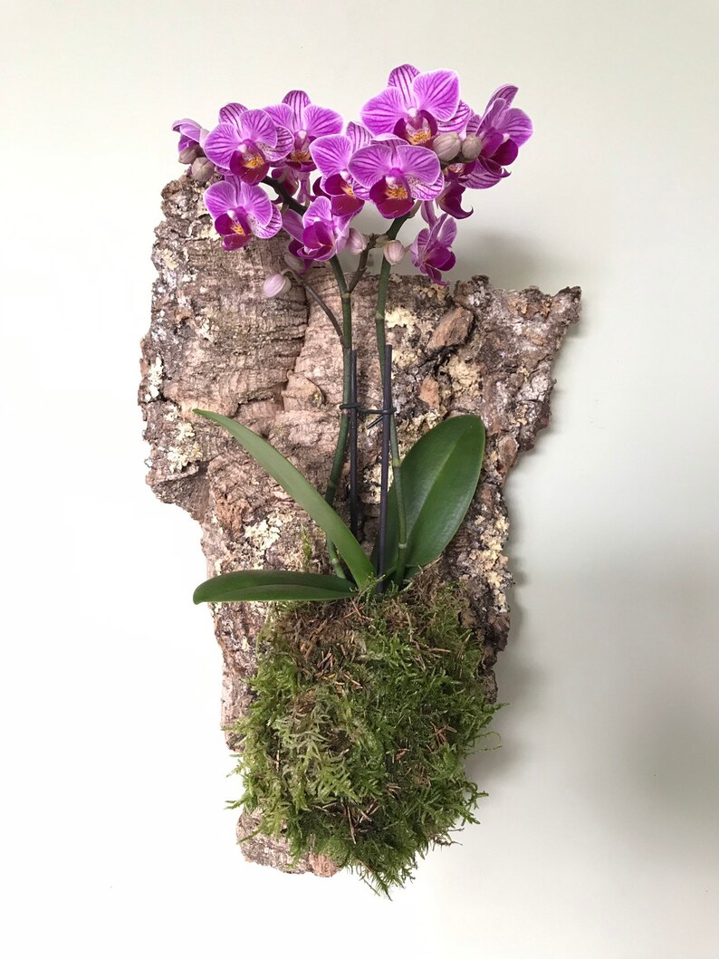 Mounted Orchid Kokedama Wall Hanging