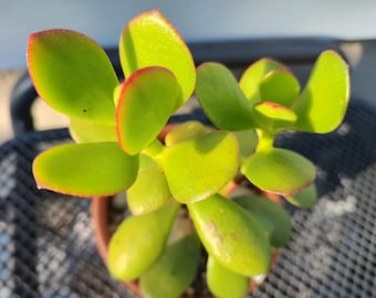 Jade Plant Crassula Ovata var. Primăvara Jade plant 6 inches