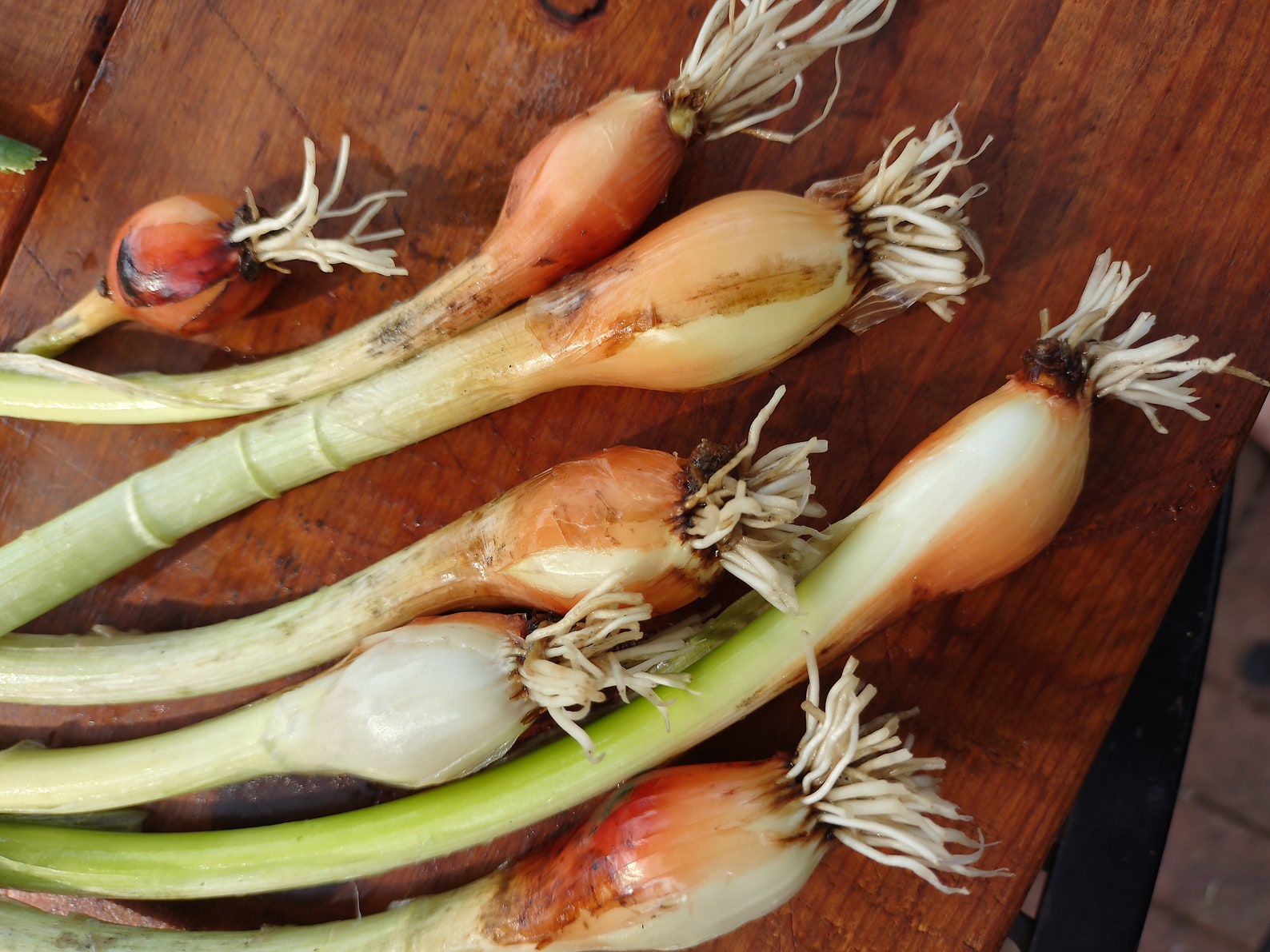 Onion Live Onion Live