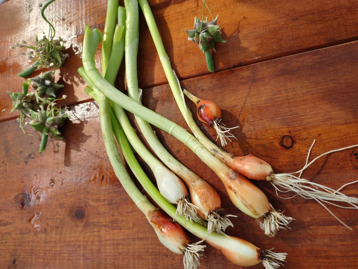 5 Egyptian Onion walking Onion Live Bare Root Bulbs. Winter Etsy