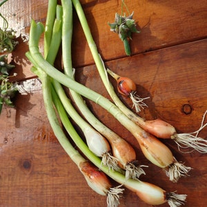 5 Egyptian onion (walking onion) live bare root bulbs. Winter hardy perennial, ready for Spring planting