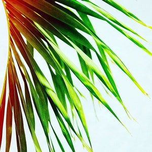 Palm Tree Print, Island Print, Tropical Print, Tropical Decor, Beach House Decor, Island Decor, Home Decor, Palm Tree Art, Tropical Gift