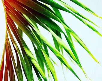 Palm Tree Print, Island Print, Tropical Print, Tropical Decor, Beach House Decor, Island Decor, Home Decor, Palm Tree Art, Tropical Gift