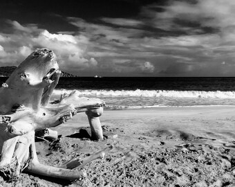 Driftwood Beach Print, Black And White Photography, Beach Decor, Driftwood Art, Office Decor, Home Decor, Coastal Print, Driftwood Gift Art