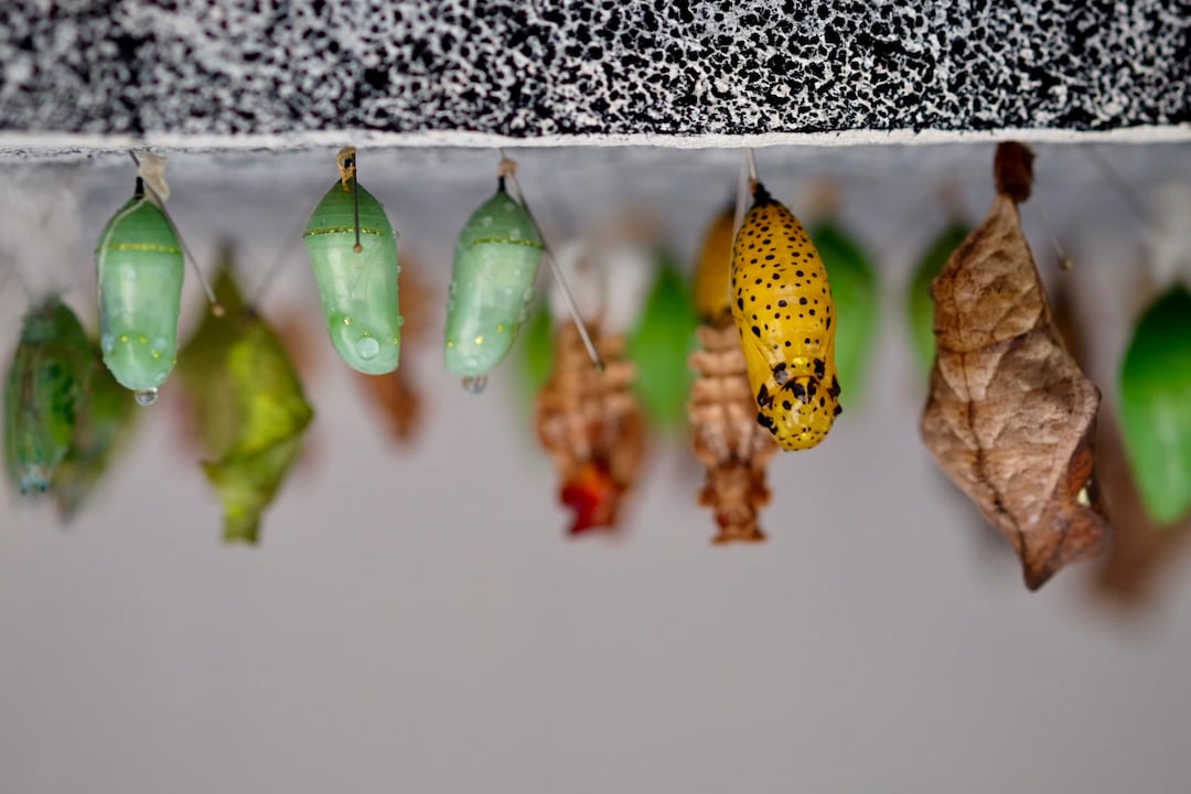 Flower Print Cocoon