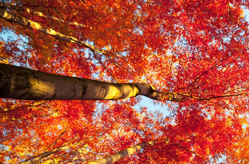 Woodland Wall Decor Woodland Print Woodland Wall Art Etsy