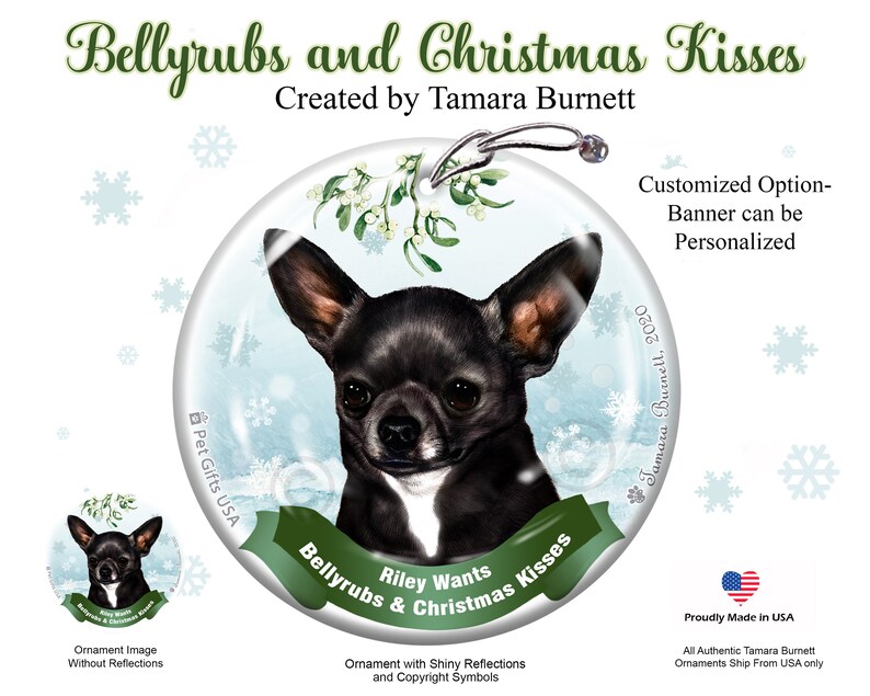 Chihuahua Black and White Shorthair Belly Rubs and Christmas Kisses