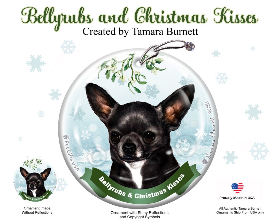 Chihuahua Black and White Shorthair Belly Rubs and Christmas Kisses