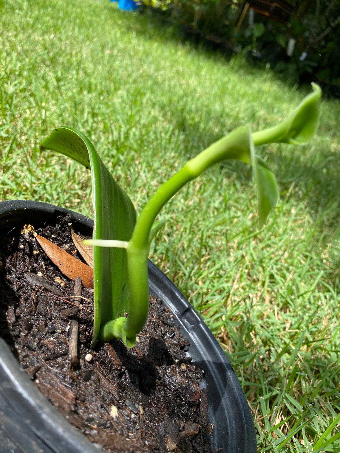 Vanilla Bean Orchid Live Plant Etsy