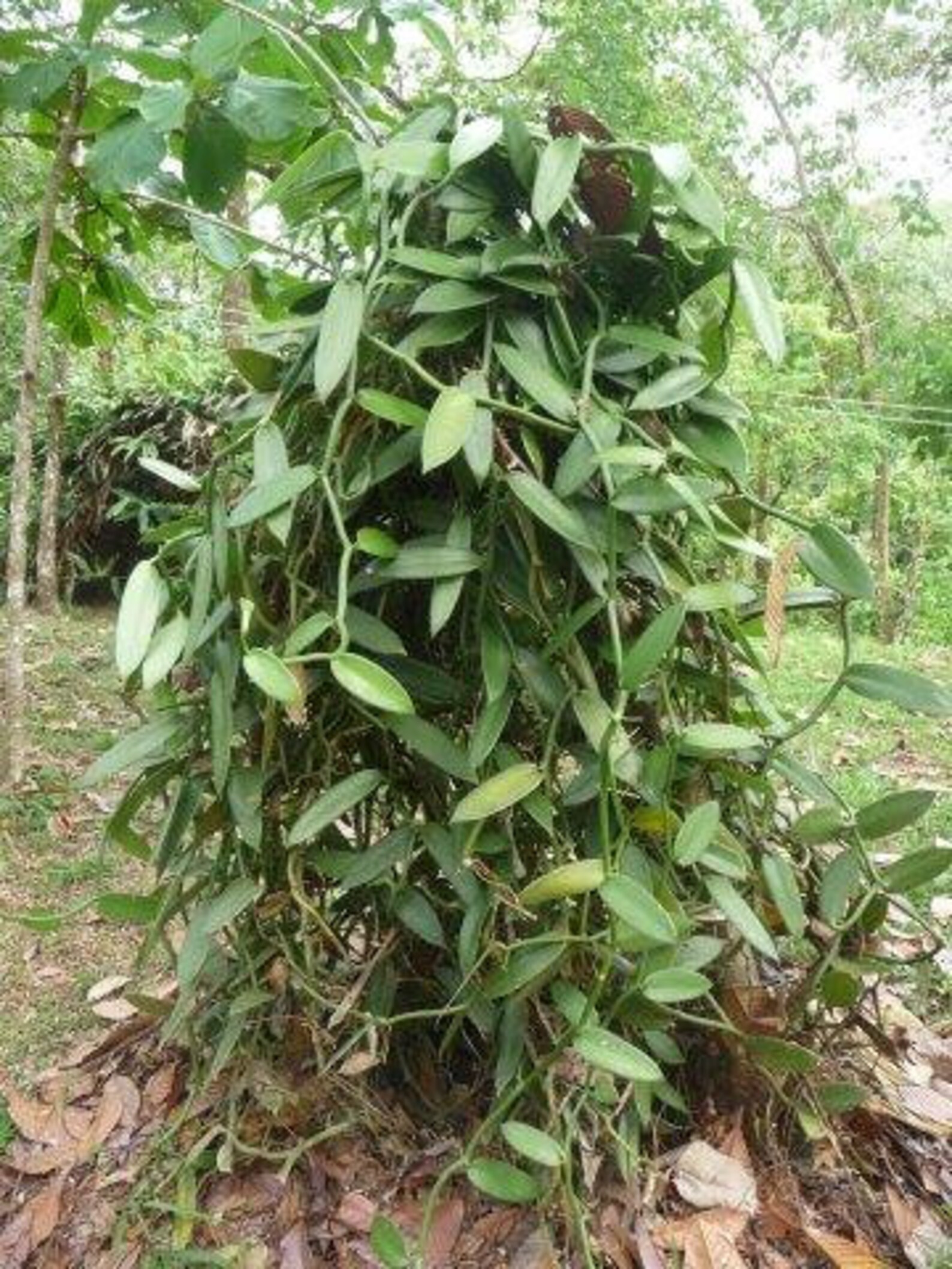 Vanilla Bean Orchid Live Plant Etsy
