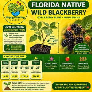 May include: An advertisement for Florida Native Wild Blackberry plants from Happy Planting Nursery. The image shows a blackberry plant in a black pot, with a height range of 4-23 inches. The ad highlights the plant's edible berries and established root system.