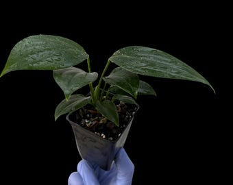 Rhaphidophora Decursiva “Dragon Tail” Live Plant – Rooted Starter Cutting | Aroid Tropical Houseplant | Bare Root Plant for Sale