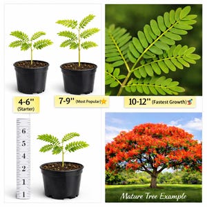 May include: Image of young plants in black pots, with text labels indicating sizes from 4-6 inches to 10-12 inches. A mature tree example shows a large tree with vibrant red flowers. The image also includes a close-up of a green leaf.