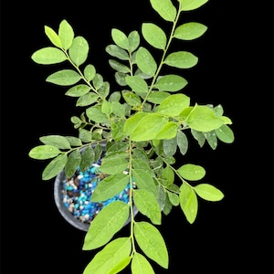 Organic Moringa Oleifera Live Plant Cutting | 8–12” Miracle Tree | Fast-Growing Superfood | Non-GMO | Free Shipping