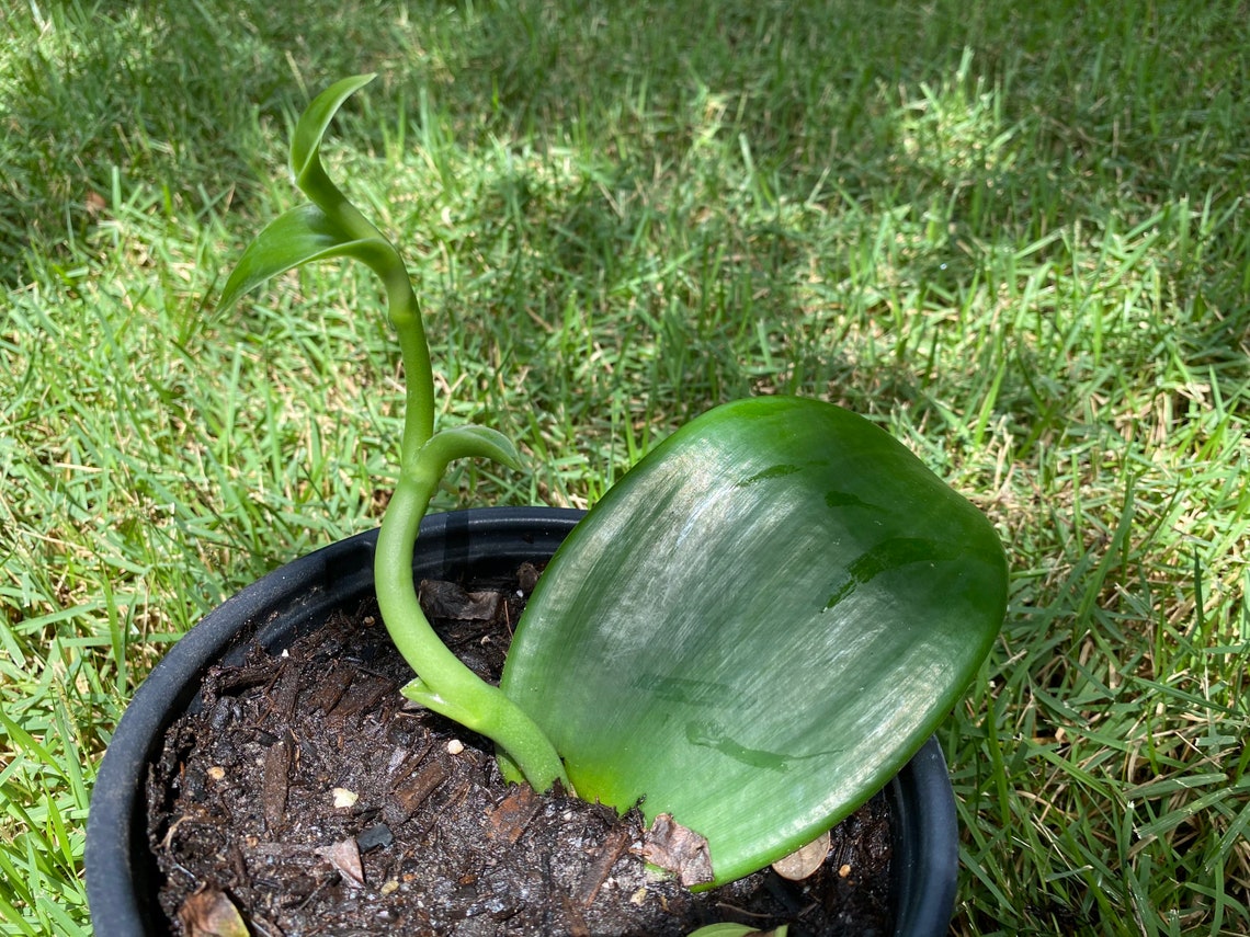 vanilla bean orchid for sale