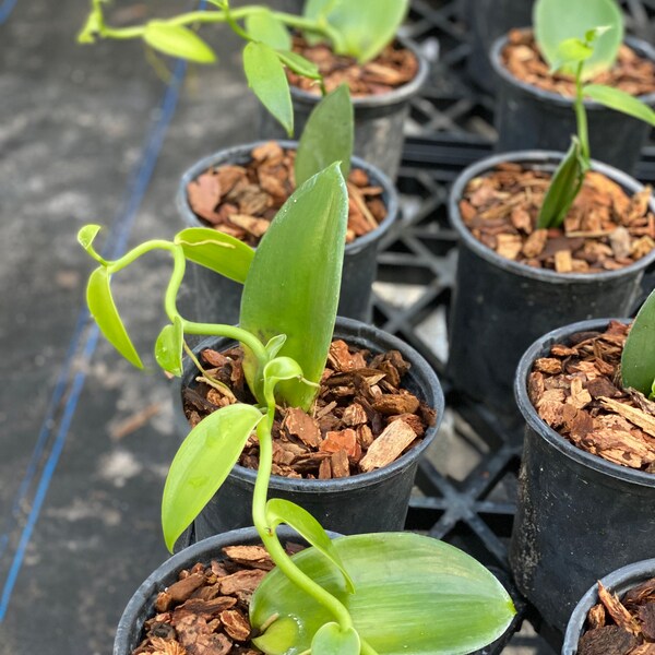 Vanilla Bean Plant Etsy