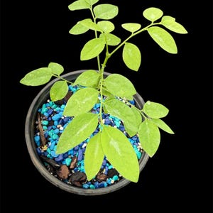 May include: A small, potted plant with bright green leaves. The plant is in a black pot filled with blue and brown decorative stones, set against a black background. The leaves are a vibrant green.