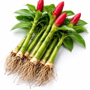 May include: A collection of fresh ginger flowers with vibrant red blooms and green stalks. The stems are a light green color, and the roots are visible. The flowers are surrounded by green leaves, creating a striking contrast against the white background.
