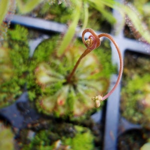 May include: A handmade wooden sign with the text "Welcome" in a handwritten style. The sign is painted white with a distressed finish and features a decorative floral design. It is suitable for indoor or outdoor use.
