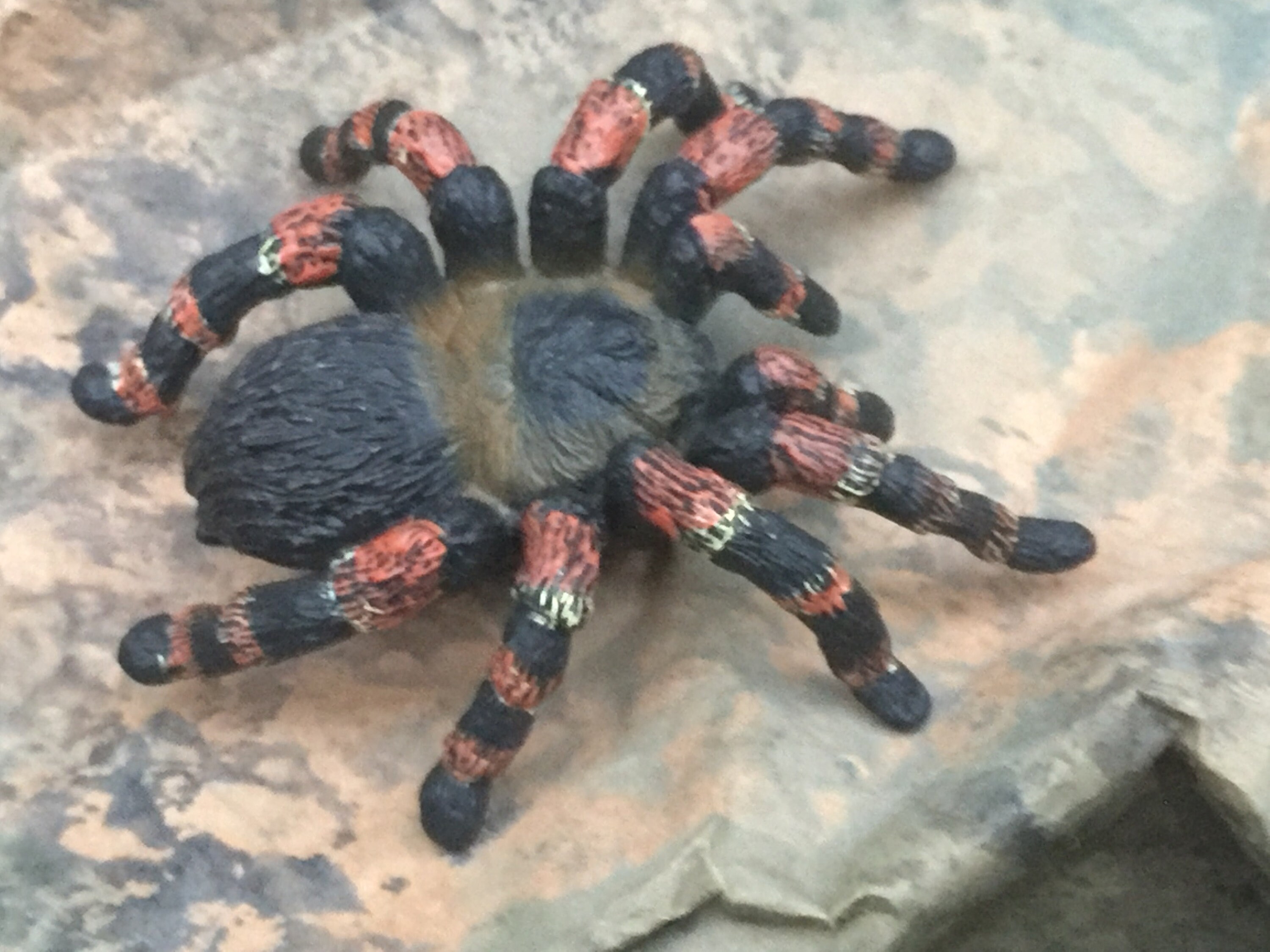 Tarantula Spider Figurine Schleich Wild Life Animal Mygale Etsy