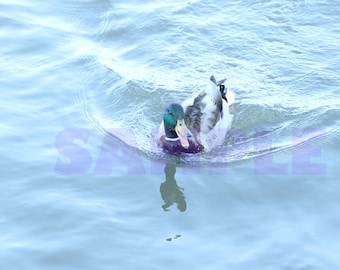 Quack-tastic! Adorable duck spotted floating in NYC’s Harlem River PRINTABLE