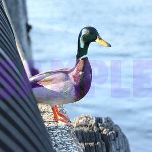 Discover the beauty of aquatic birds: Relax with a ducks along New York’s Harlem River PRINTABLE