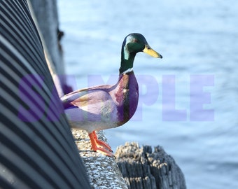 Discover the beauty of aquatic birds: Relax with a ducks along New York’s Harlem River PRINTABLE