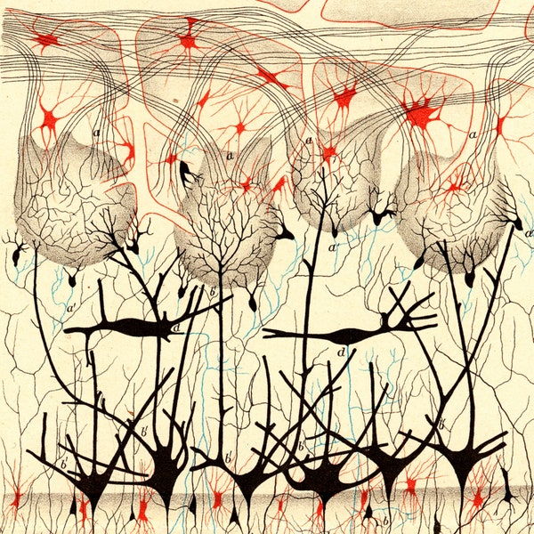 Nervous System Poster Kids Etsy