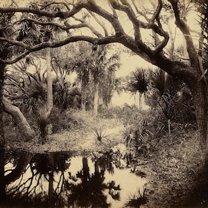 Live Oaks And Palmetto Everglades Florida 1886 - Vintage Photo By George Barker Print Poster