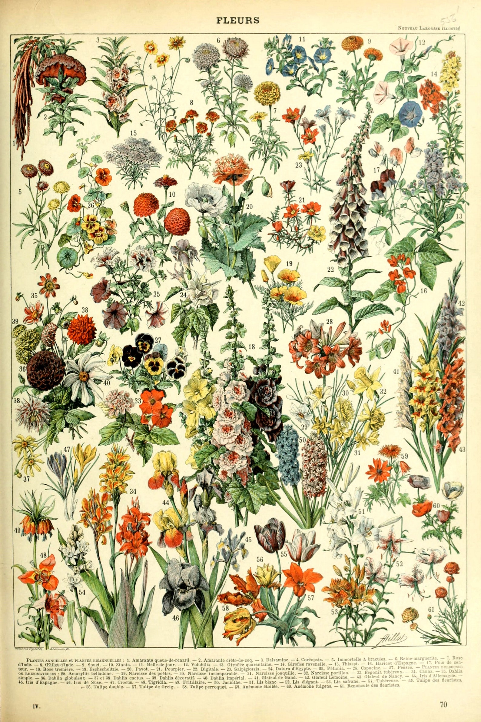 Adolphe Millot Vintage Fleurs Flowers 1909 Print Poster Etsy adolphe-millot-vintage-fleurs-flowers-1909-print-poster-etsy