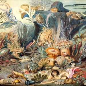 Ocean Life Marine Biology - Coral Reef By Christian Schussele Print Poster