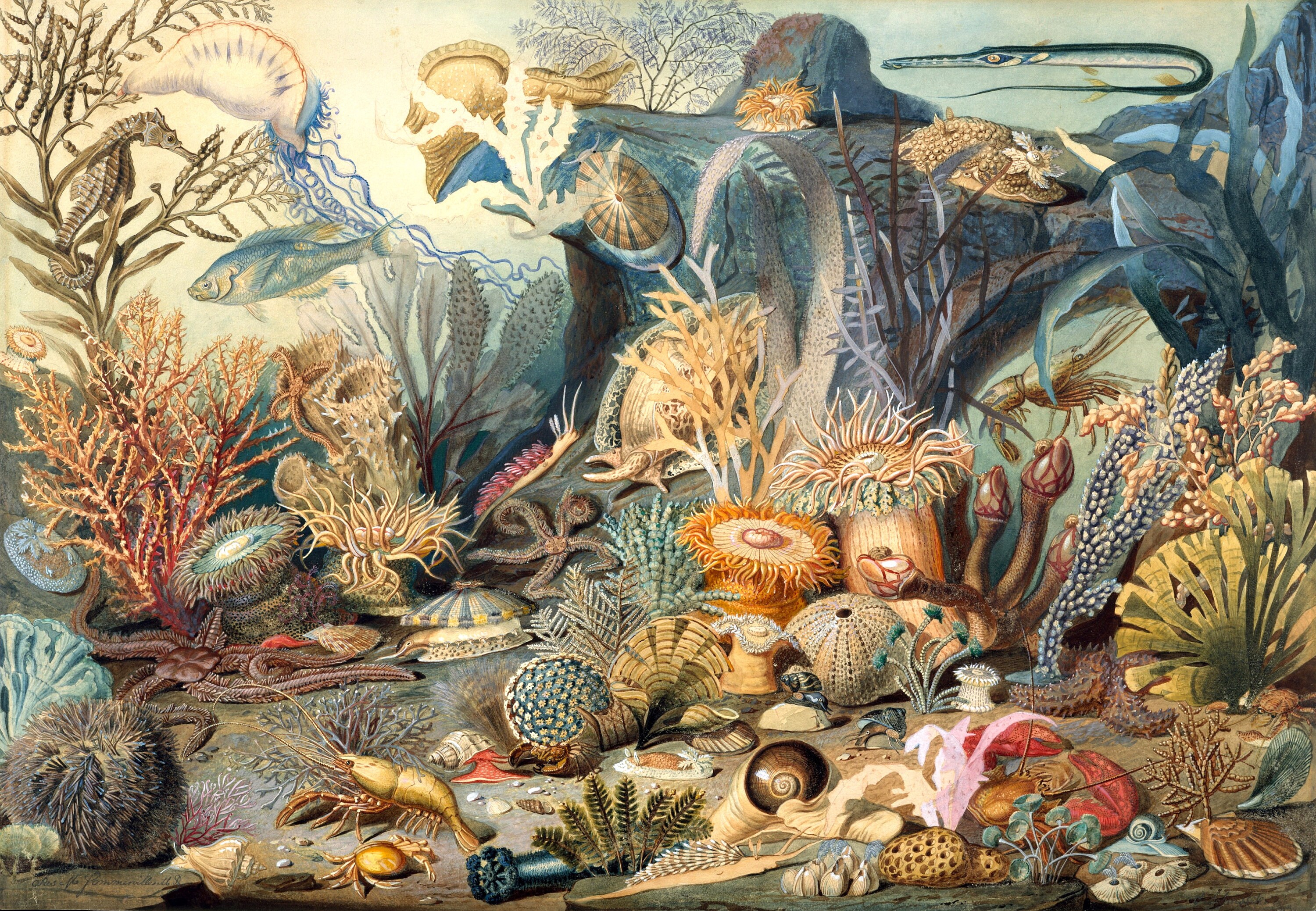 Ocean Life Marine Biology - Coral Reef By Christian Schussele Print Poster