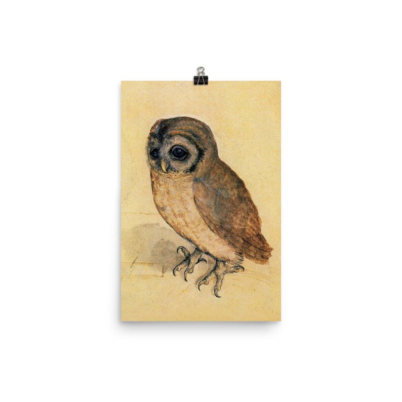 The Little Owl Albrecht Durer Poster Print