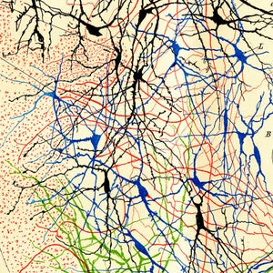 Santiago Ramón Y Cajal Nerve Cells Print Poster