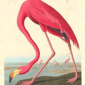 American Flamingo By John James Audubon Print Poster