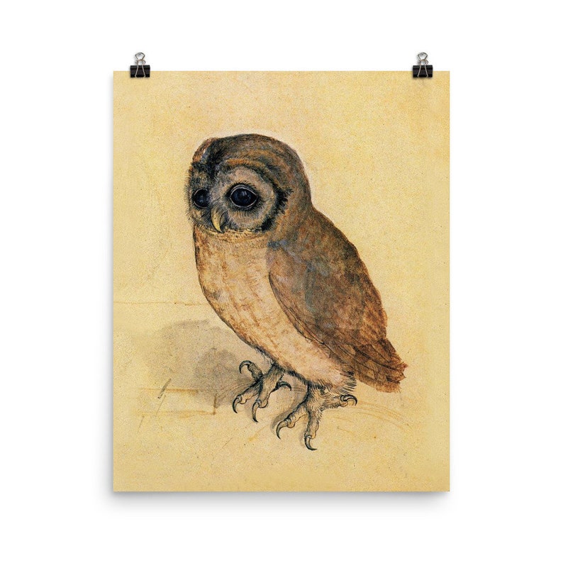 The Little Owl Albrecht Durer Poster Print