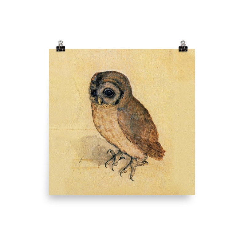 The Little Owl Albrecht Durer Poster Print