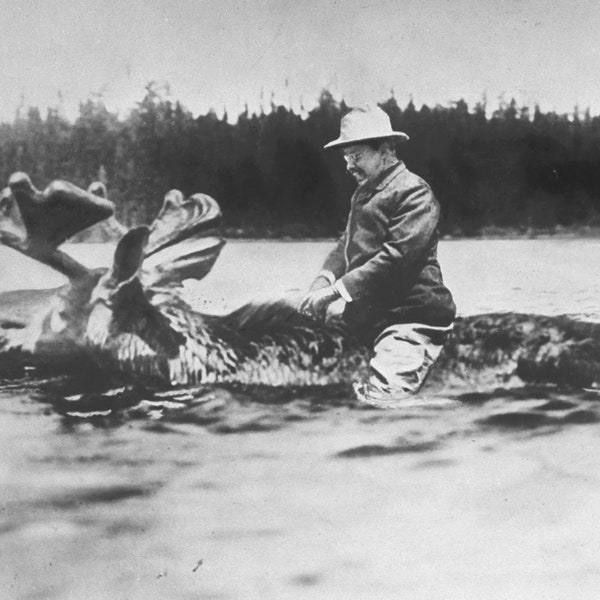 Teddy Roosevelt en un estampado de alces Póster